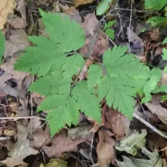 hairy sweet cicely thumbnail 4