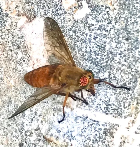 Golden Deer Fly