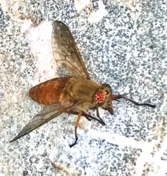 Golden Deer Fly thumbnail 1