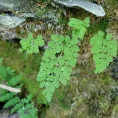 Steller's rock-brake thumbnail 3