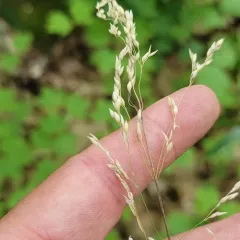 Wood Millet thumbnail 4