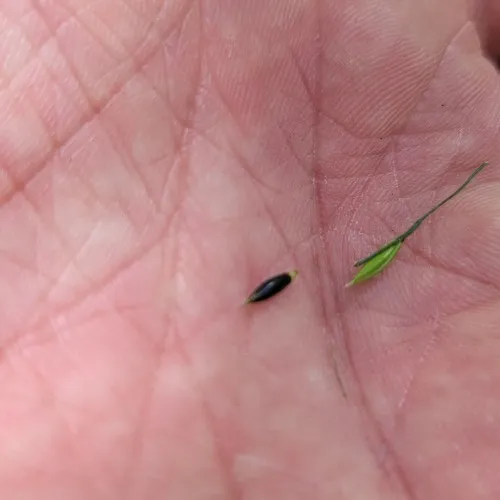 black-fruit mountain-ricegrass