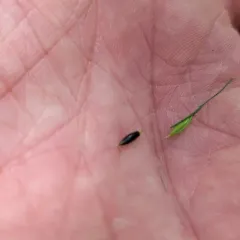 black-fruit mountain-ricegrass thumbnail 1