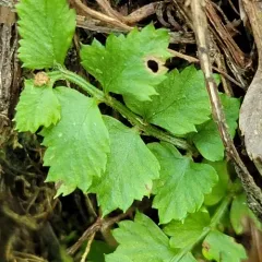 green spleenwort thumbnail 4