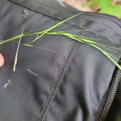 Northern Shorthusk thumbnail 3
