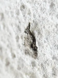 Currant Fruitworm Moth thumbnail 3