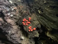 Lycogala conicum thumbnail 4