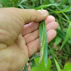 White Bear Sedge thumbnail 2