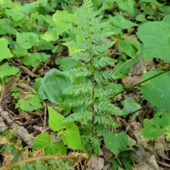 Braun's holly fern thumbnail 4