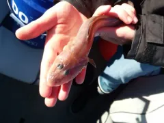 Wattled Eelpout thumbnail 1