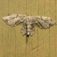 Gray Scoopwing thumbnail 2