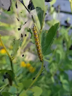 Genista Broom Moth thumbnail 3