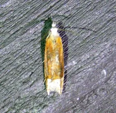 Reddish Eucosma Moth thumbnail 3