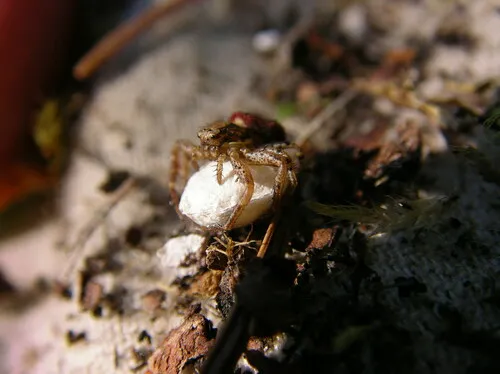 Montane Crab Spider