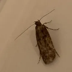 Brown House Moth thumbnail 3