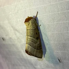 Contracted Datana Moth thumbnail 2
