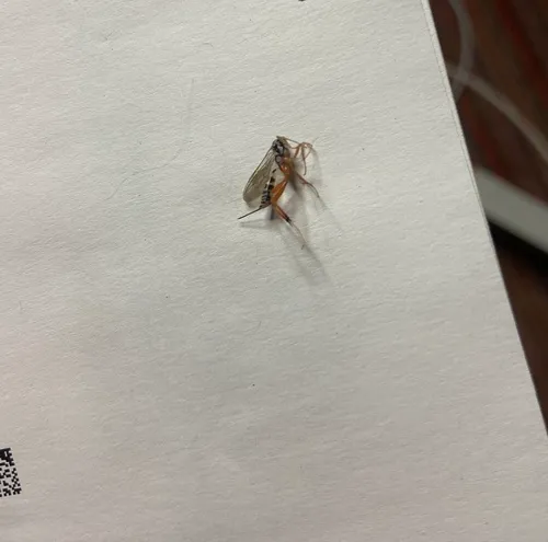 Messatoporus discoidalis