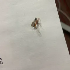 Messatoporus discoidalis thumbnail 1