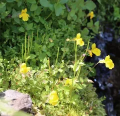 Tiling's Monkeyflower thumbnail 3