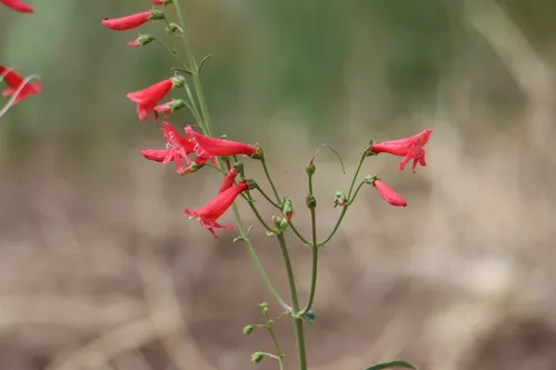 Beardlip Penstemon