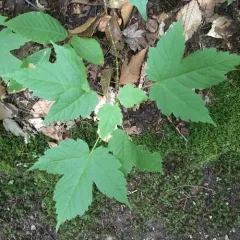 Mountain Maple thumbnail 3