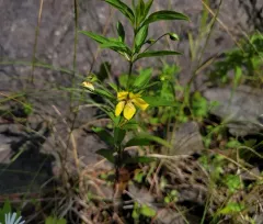 Lowland Loosestrife thumbnail 2
