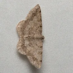 Faint-spotted Angle thumbnail 4