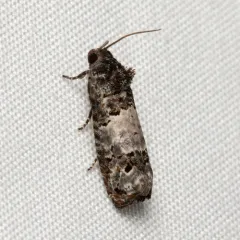 Gray-blotched Epiblema Moth thumbnail 2