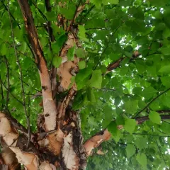 river birch thumbnail 4