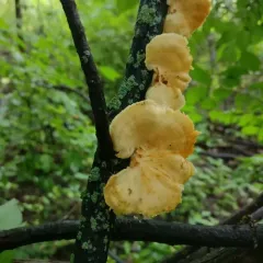 hexagonal-pored polypore thumbnail 4