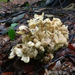 Eastern cauliflower mushroom thumbnail 3