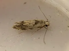 Sinoe robiniella thumbnail 4