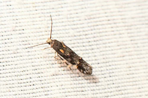 Mompha sexstrigella