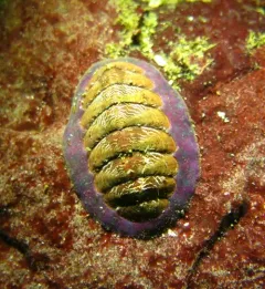 Remarkable Red Chiton thumbnail 3