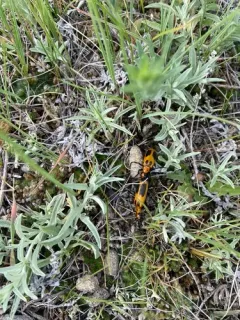 Yellow-crescent Blister Beetle thumbnail 4