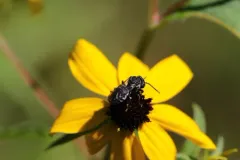 Michigan Cuckoo Nomad Bee thumbnail 3