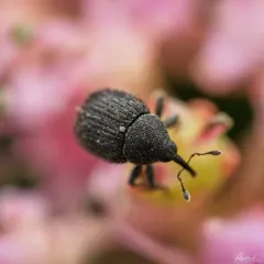 Cleopomiarus hispidulus thumbnail 2