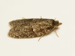 Acleris hudsoniana thumbnail 3