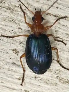 Lebia atriventris thumbnail 4