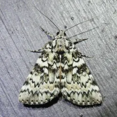 Connubial Underwing thumbnail 4