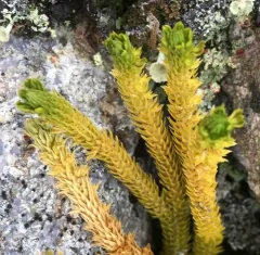 northern firmoss thumbnail 4