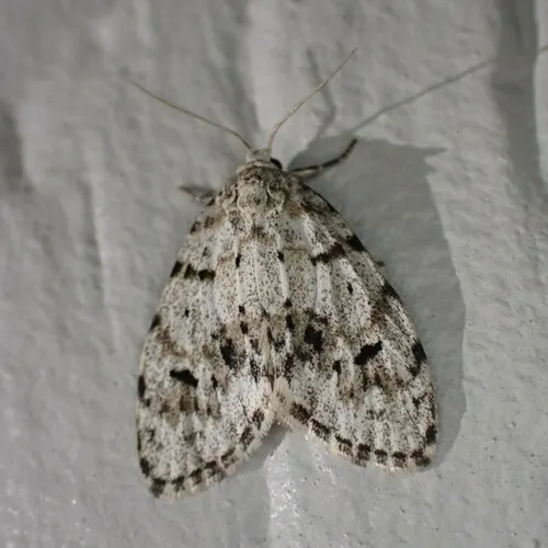 Little Shaded Lichen Moth