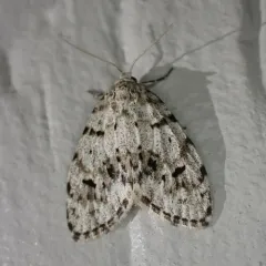 Little Shaded Lichen Moth thumbnail 1