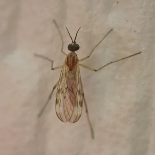 Sylvicola fuscatus