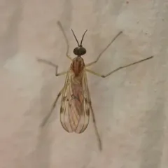 Sylvicola fuscatus thumbnail 1