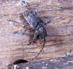 Rough-coated Longhorned Beetle thumbnail 2