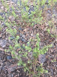 Branched Pepper-grass thumbnail 1