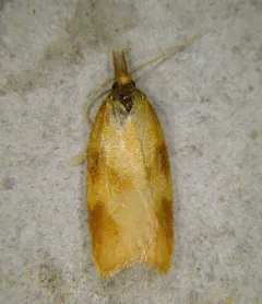 Sparganothis boweri thumbnail 3