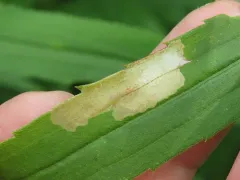 Astrotischeria solidagonifoliella thumbnail 4