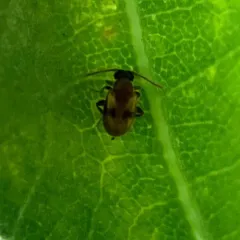 Syzeton subfasciatus thumbnail 1